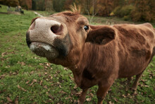 Close-up Of A Curious Brown Cow In The Meadow Sniffing The Camera
