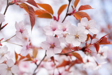 Wall Mural - 山桜全盛