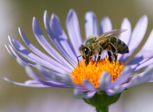 Bee Or Honeybee In Latin Apis Mellifera On Blue Flower