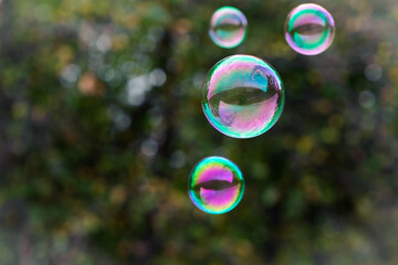 Wall Mural - soap bubbles isolated on green background. four large soap bubbles float through the air against a blurred natural background. holiday concept, summer, childhood. multicolored balls close-up