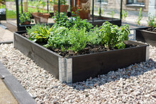 Growing Vegetables And Herbs In A Wooden Planter Box. Home Garden For Healthy Eating Concept.