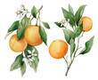 Watercolor illustration of orange. Hand painted branchs with ripe fruit and green leaves, with white flowers isolated on white isolated background.