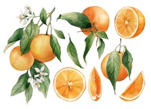 Set Of Watercolor Illustrations Of Oranges. Hand Painted Tree Branch Ripe Orange With Green Leaves On White Background For Your Design.