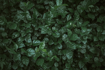 Wall Mural - Natural background of green leaves with vintage filter