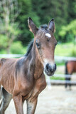Fototapeta Konie - Portrait of a cute brown foal