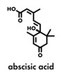 Abscisic acid plant stress molecule. Skeletal formula.
