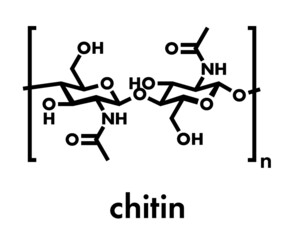 Wall Mural - Chitin, chemical structure. Chitin is a polymer of N-acetylglucosamine and is present in the exoskeletons of insects, crustaceans, etc. Skeletal formula.