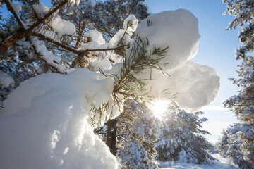 Canvas Print - Winter forest