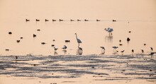 Flock Of Birds On The Beach