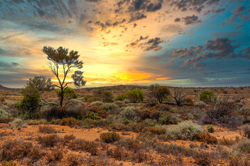 sunset over a beautiful australian outback landscape with bushes and a tree against the background w