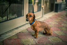 A Small Brown Dog Dachshund On A Leash Is Waiting For The Owner Near The Store On The Street.