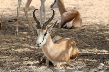 Springbok Ram in the Kgalagadi