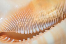 Sea Shell Detailed Photography. Abstract Organic Background.