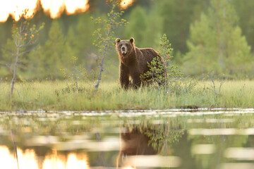 Wall Mural - brown bear next to the pond in the bog at sunset time, forest in the background