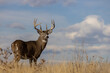 Buck Whitetail Deer in Autumn in Colorado
