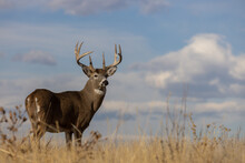 Buck Whitetail Deer In Autumn In Colorado