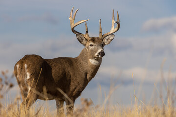 buck whitetail deer in autumn in colorado