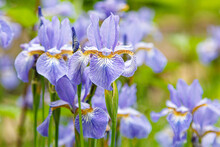 Flowers Irises On A Background Of Grass
