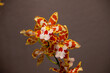 Orchideen, Blüten, Pflanzen