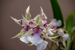 Orchideen, Blüten, Pflanzen