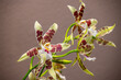 Orchideen, Blüten