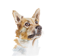 Watercolor Illustration Of Mixed Breed Shepherd Dog Isolated On White