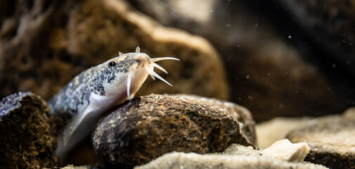 Stone loach (Barbatula barbatula) close-up