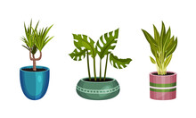 Houseplant Or Indoor Plant With Stem And Leaf In Ceramic Pots Growing Vector Set