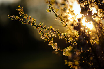 Canvas Print - Blooming  cherry