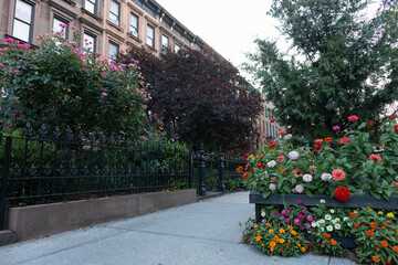 Wall Mural - Colorful Flowers along a Beautiful Neighborhood Sidewalk with Old Homes in Carroll Gardens Brooklyn of New York City during the Summer