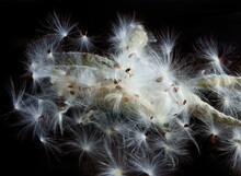 Taraxacum-blow-balls Of Milkweed-Asclepias Syriaca