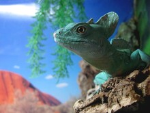 Iguana On A Rock