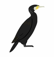 Great Cormorant Seen In Side View - Flat Style Vector