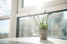 Lavender Flowers In A Concrete Flowerpot On The Table On The Background Of A Window With Sunlight
