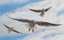 Seagulls Flying Under A Blue And Cloudy Sky