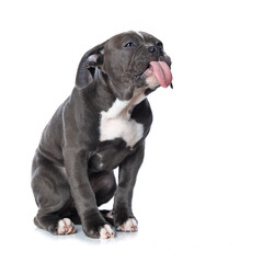 Wall Mural - Puppy licks its mouth isolated on white background