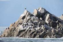 A Flock Of Japanese Cormorants On A Rock. South Kuriles