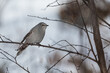 © Jordan Feeg - Adult Townsend's Solitaire bird perched on a tree branch close up wildlife background