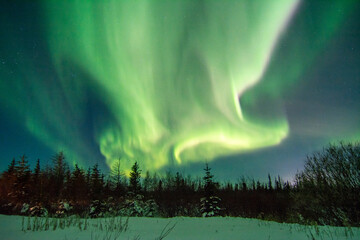 powerful and wild northern lights fill the sky above a boreal forest treeline foreground in northern