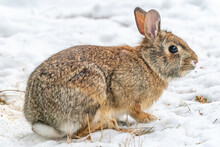 Close Up Side View Of A Young Eastern Cottontail Rabbit (Sylvilagus Floridanus) Standing In Snow In The Winter.