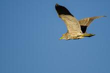 Immature Black-Crowned Night-Heron Flying In A Blue Sky