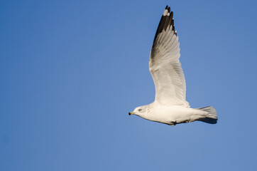 Poster - Ring-Billed Gull Flying in a Blue Sky