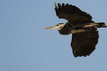 Wall Mural - Great Blue Heron Flying in a Blue Sky