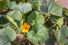 Yellow Flower Hidden Between The Green Leaves Of A Pumpkin Plant On A Sunny Day In Spring. The Photo Was Taken At A Specialized Pumpkin Growing Company In The Dutch Province Of North Brabant.