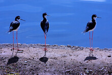Three Black Necked Stilts Standing By Pond.
