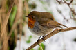 A Robin perched on a branch on a winters day