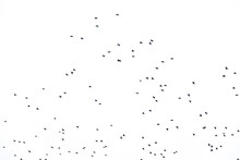 Background Flock Of Black Birds In The Sky Isolated Texture For Artwork