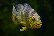The Butterfly Peacock Bass Fish Swims In Water. Cichla Ocellaris Orinoco Peacock Bass Fish.