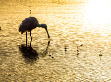 Spoonbill Feeding In Shallow Water At  Sunset, Merrit Island National WIldlife Refuge, Wetlands