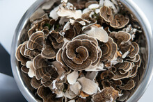 Coriolus Versicolor Is A Medicinal Tinder Fungus. Exploring The Mushroom Kingdom
